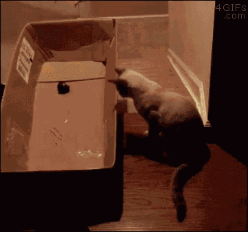 a cat is playing in a cardboard box that says 4gifs.com on the bottom