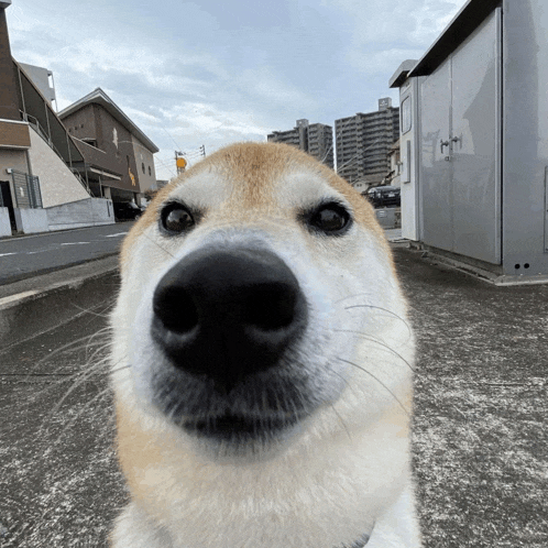 a close up of a dog 's nose in front of a building