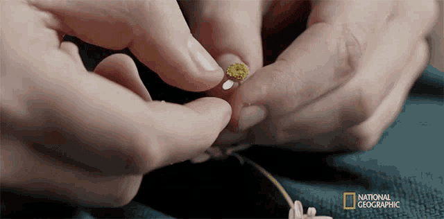 a close up of a person holding a flower with the national geographic logo in the background