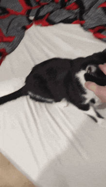 a black and white cat is laying on a bed being petted by a person