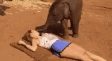 a woman is laying on the ground with a baby elephant standing next to her .