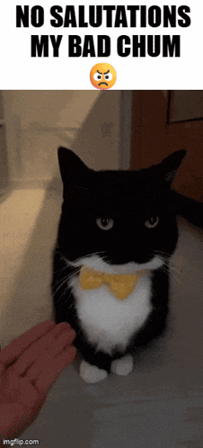 a black and white cat wearing a bow tie is being petted