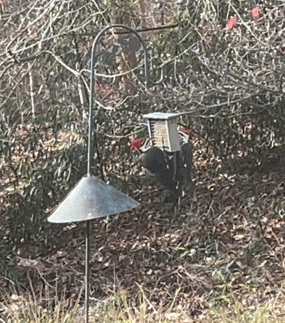 a bird feeder is hanging from a metal pole next to a lamp