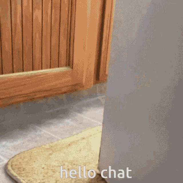 Hello Hello Chat GIF - Hello Hello Chat Hello Cat GIFs