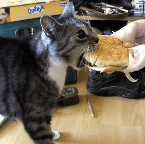 Hamburger Cat Meme - Hamburger Burger Cat - Discover & Share GIFs