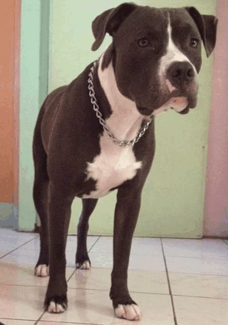 a black and white dog with a chain around its neck is standing on a tiled floor
