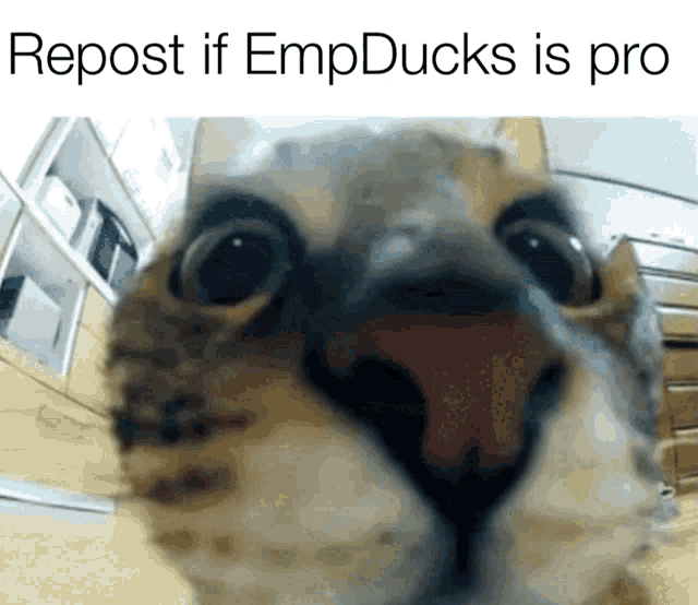 a close up of a cat 's face with the words repost if empducks is pro