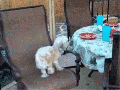 Dogs Spin GIF - Dogs Spin Dizzy GIFs