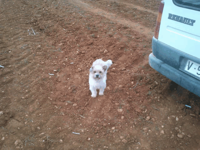 a small white dog standing next to a white renault