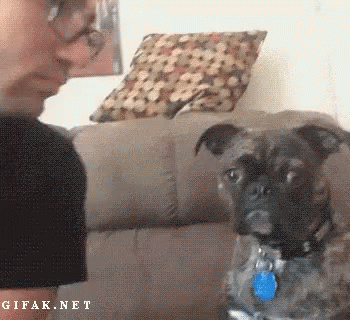 Dog Rejects Man GIF - Pass Nothanks Nokisses GIFs