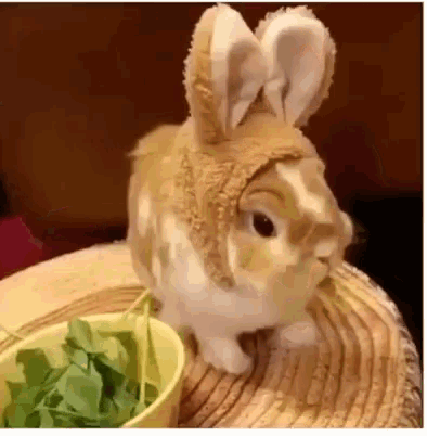 Bunny Rabbit GIF - Bunny Rabbit Ears GIFs
