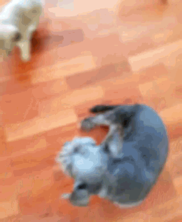 Toby Puppy GIF - Toby Puppy GIFs