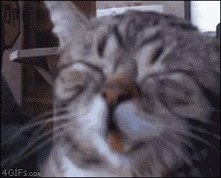 Lol Laughing GIF - Lol Laughing Cat GIFs