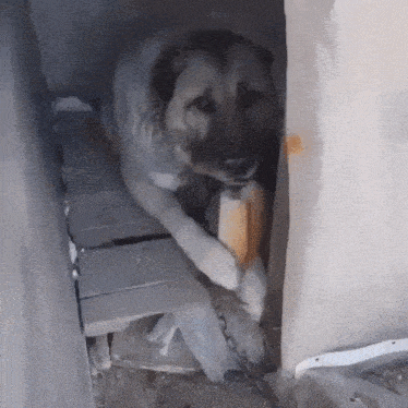 a dog is standing in a doorway eating a piece of food