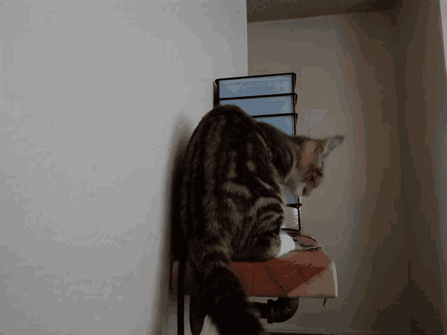 a cat standing on a wooden shelf next to a white wall