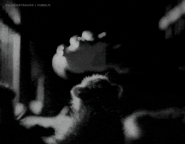 a black and white photo of a ferret with the words " palmerstrange tumblr " on the bottom