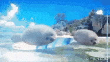 a gif from gifrun.com shows seals swimming in the water