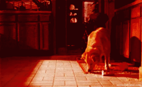 Et Wasted GIF - Et Wasted Drunk GIFs