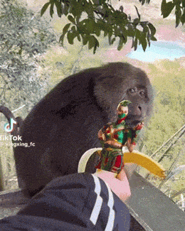 a monkey is eating a banana while a person holds a toy in their hand