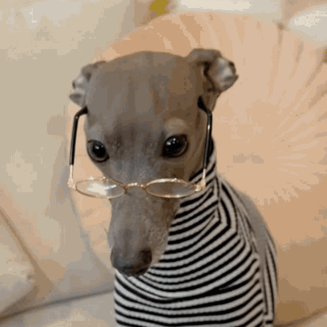 Cute Dog GIF - Cute Dog Pet GIFs