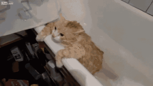a cat is sitting in a bathtub with a liveleak logo on the bottom right