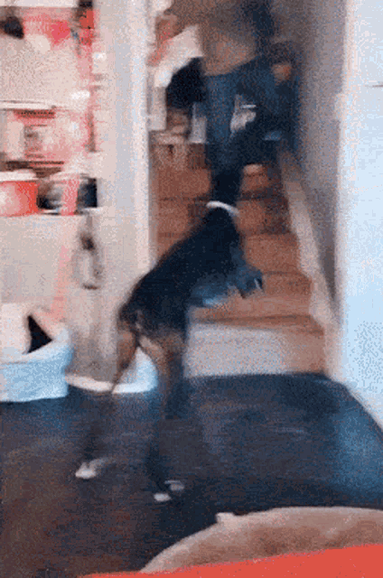 Jumping Dog Dog GIF
