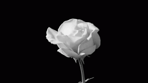 Hfdfhhj Rose GIF - Hfdfhhj Rose Blooms GIFs