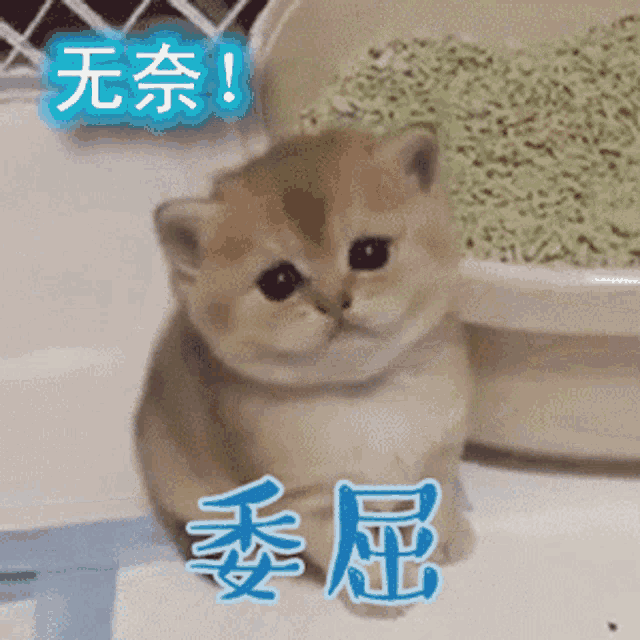 a kitten is sitting next to a bowl of cat litter