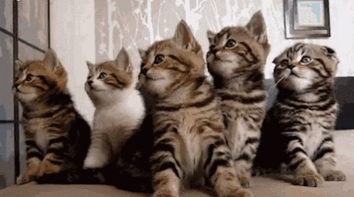 Cat Cats GIF - Cat Cats Kittens GIFs