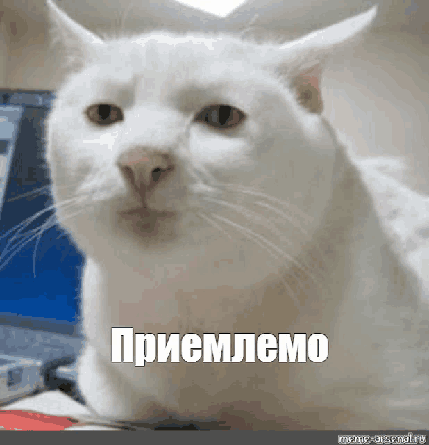a white cat is sitting on a desk in front of a laptop with russian writing on it .