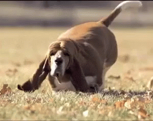 Fat Dog GIF - Fat Dog Running Exercise GIFs
