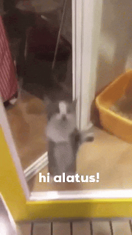 a cat standing in front of a yellow door with the words hi alatus written above it
