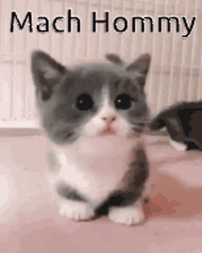 a gray and white kitten is sitting on a pink surface with the words mach hommy written on it .