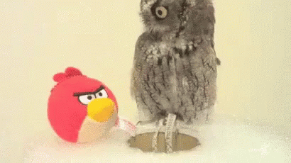What Owl GIF - What Owl Confused GIFs