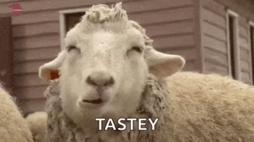 Sheep Eating GIF - Sheep Eating Chewing GIFs