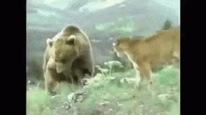 Animals Fight GIF - Animals Fight GIFs