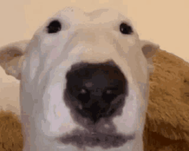 a close up of a dog 's nose looking at the camera with a blurred background .
