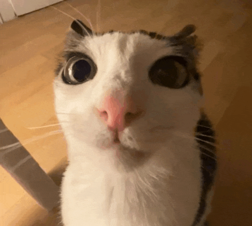a close up of a cat 's face looking up at the camera