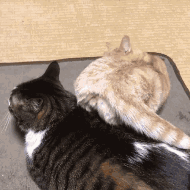 two cats laying on top of each other one black and white and one orange and white