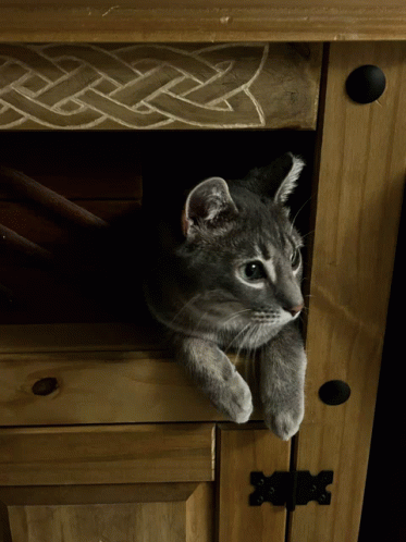Cat Tabby GIF - Cat Tabby GIFs