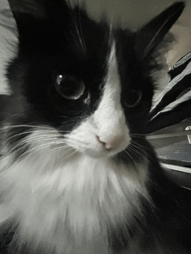 a black and white cat looks at the camera