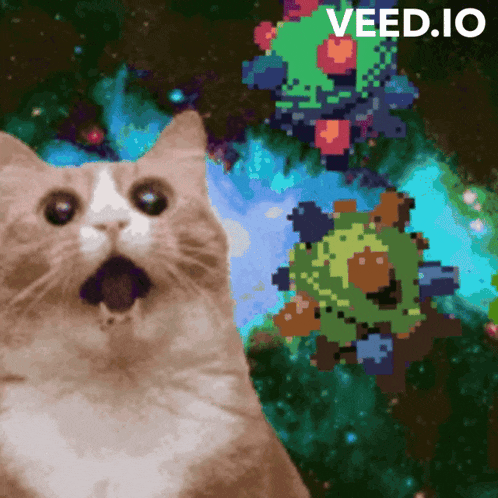a cat with a surprised look on its face and the words veed.io below