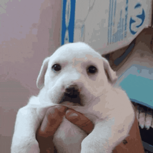 a person is holding a small white puppy in front of a box that has the letter e on it