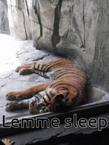 Tiger Sleepy GIF - Tiger Sleepy Lemme Sleep GIFs