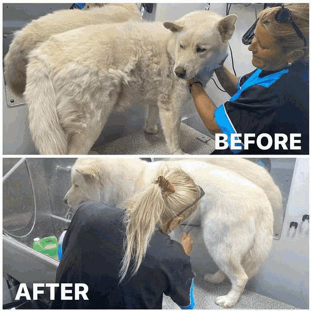 a before and after photo of a dog getting groomed