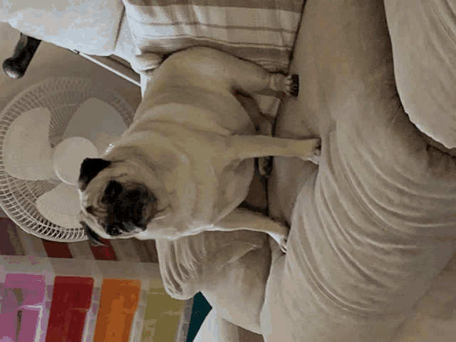 a pug dog is laying on a couch with a fan in the background