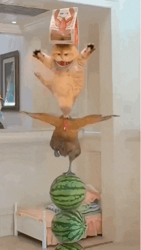 a cat is balancing on a stack of watermelons with a box on its head ..