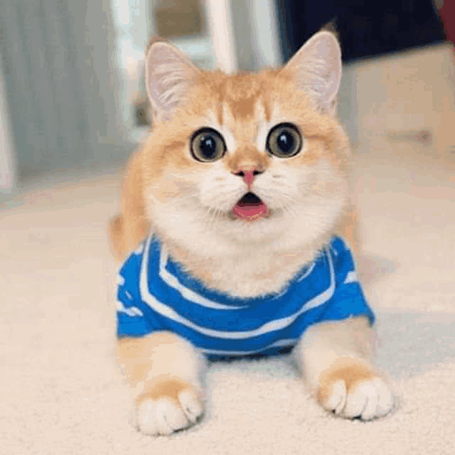 a cat wearing a blue and white striped shirt is laying on the floor with its tongue out .