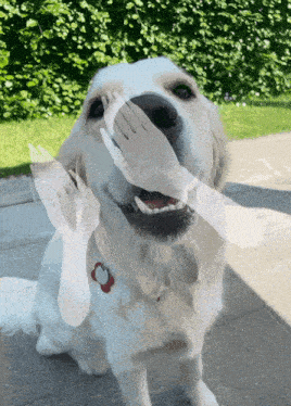 a dog with a tag that says ' amanda ' on it is being petted by a person 's hand