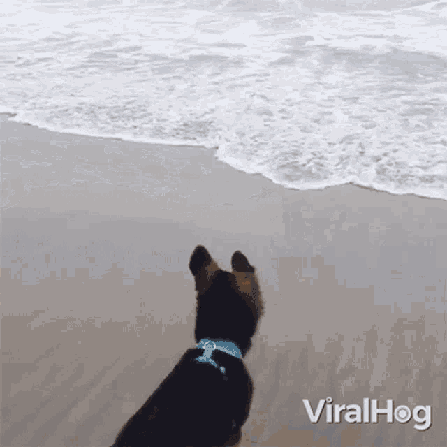 Running Away Viralhog GIF - Running Away Viralhog Escape GIFs